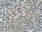 DNASE2B Antibody in Immunohistochemistry (Paraffin) (IHC (P))