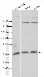SLC30A1 Antibody in Western Blot (WB)