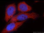 C14orf39 Antibody in Immunocytochemistry (ICC/IF)