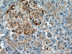 PPP4R2 Antibody in Immunohistochemistry (Paraffin) (IHC (P))