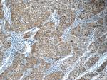 PPP4R2 Antibody in Immunohistochemistry (Paraffin) (IHC (P))