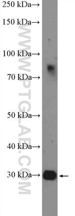 HOXD12 Antibody in Western Blot (WB)