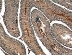 HERC5 Antibody in Immunohistochemistry (Paraffin) (IHC (P))