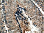 HERC5 Antibody in Immunohistochemistry (Paraffin) (IHC (P))