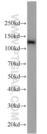 AARS2 Antibody in Western Blot (WB)