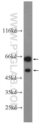 DOK7 Antibody in Western Blot (WB)