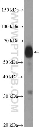 SLAMF6 Antibody in Western Blot (WB)
