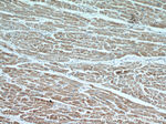 RWDD3 Antibody in Immunohistochemistry (Paraffin) (IHC (P))