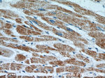 RWDD3 Antibody in Immunohistochemistry (Paraffin) (IHC (P))