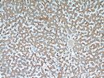 RWDD3 Antibody in Immunohistochemistry (Paraffin) (IHC (P))