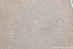 RWDD3 Antibody in Immunohistochemistry (Paraffin) (IHC (P))