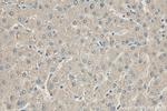 RWDD3 Antibody in Immunohistochemistry (Paraffin) (IHC (P))