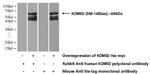 KDM5D Antibody in Western Blot (WB)
