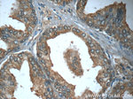 GDEP Antibody in Immunohistochemistry (Paraffin) (IHC (P))