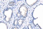 GDEP Antibody in Immunohistochemistry (Paraffin) (IHC (P))