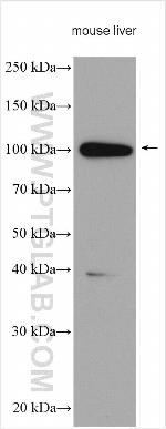 SARDH Antibody in Western Blot (WB)