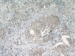 SPRY4 Antibody in Immunohistochemistry (Paraffin) (IHC (P))