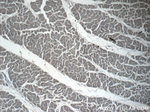 SPRY4 Antibody in Immunohistochemistry (Paraffin) (IHC (P))