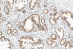 NOP10 Antibody in Immunohistochemistry (Paraffin) (IHC (P))