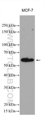 CCDC64B Antibody in Western Blot (WB)