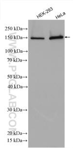 SAMD9 Antibody in Western Blot (WB)