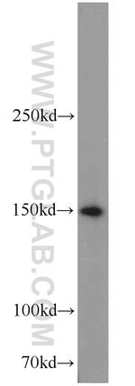 SAMD9 Antibody in Western Blot (WB)