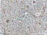 MCT4 Antibody in Immunohistochemistry (Paraffin) (IHC (P))