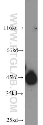 MCT4 Antibody in Western Blot (WB)