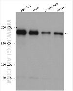 PHLPP Antibody in Western Blot (WB)