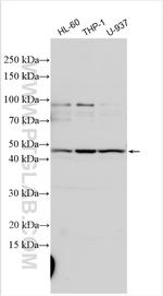 Dectin-1 Antibody in Western Blot (WB)