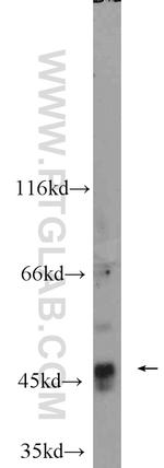 BMP10 Antibody in Western Blot (WB)