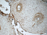 B3GNT7 Antibody in Immunohistochemistry (Paraffin) (IHC (P))