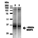 BNIP3 Antibody in Western Blot (WB)