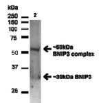 BNIP3 Antibody in Western Blot (WB)