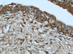 MYBPC1 Antibody in Immunohistochemistry (Paraffin) (IHC (P))