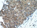 SHE Antibody in Immunohistochemistry (Paraffin) (IHC (P))