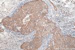 SHE Antibody in Immunohistochemistry (Paraffin) (IHC (P))