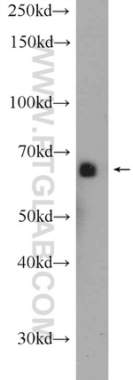 SHE Antibody in Western Blot (WB)