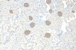 Nephrin Antibody in Immunohistochemistry (Paraffin) (IHC (P))