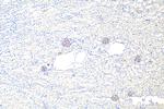 Nephrin Antibody in Immunohistochemistry (Paraffin) (IHC (P))