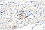Nephrin Antibody in Immunohistochemistry (Paraffin) (IHC (P))