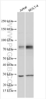 HOXA7 Antibody in Western Blot (WB)