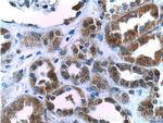 SIX5 Antibody in Immunohistochemistry (Paraffin) (IHC (P))