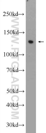 ZBTB10 Antibody in Western Blot (WB)