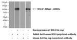BCL9 Antibody in Western Blot (WB)