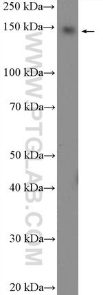 BCL9 Antibody in Western Blot (WB)