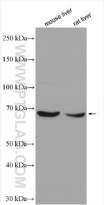 PRODH Antibody in Western Blot (WB)