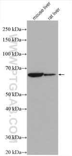 PRODH Antibody in Western Blot (WB)
