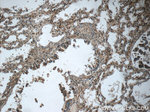 MMP12 Antibody in Immunohistochemistry (Paraffin) (IHC (P))