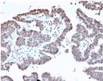 FOXL1/Forkhead Box Protein L1 (Transcription Factor) Antibody in Immunohistochemistry (Paraffin) (IHC (P))